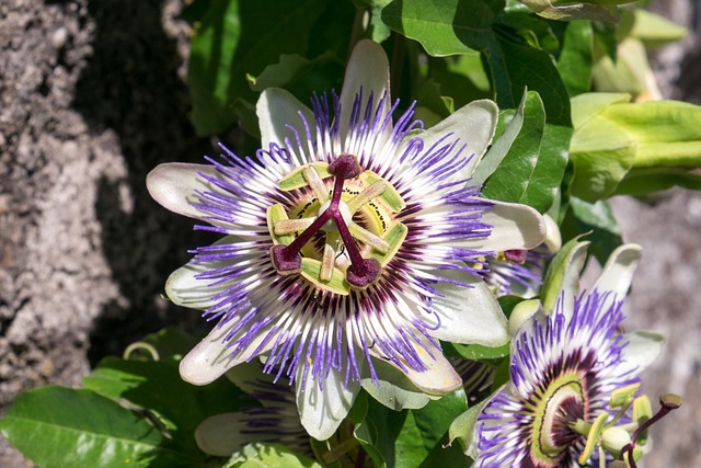 Passiflora